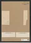 Rhizosolenia imbricata Brightw. (de-Toni-Nr.: Genus 114, Species 3304) Zeichnungen Sammlung Grunow Nr. 6689 (NHMW-BOT-W0375488)